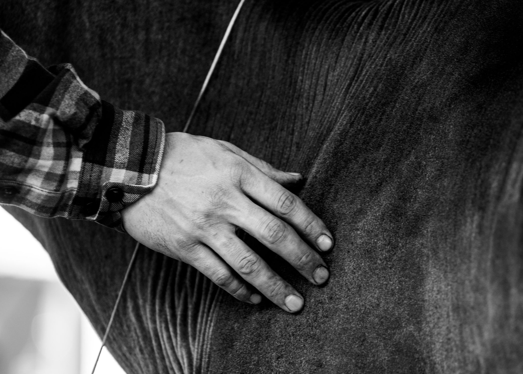 A hand gently touches a horse's side.