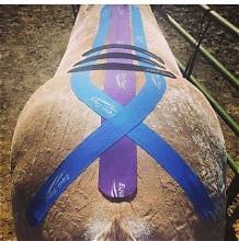 Horse’s hindquarters with purple and blue kinesiology tape arranged in ribbon shapes