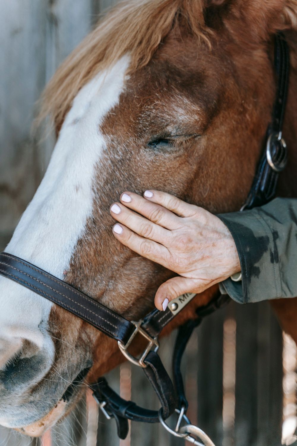 A relaxed horse receiving a gentle touch to its face