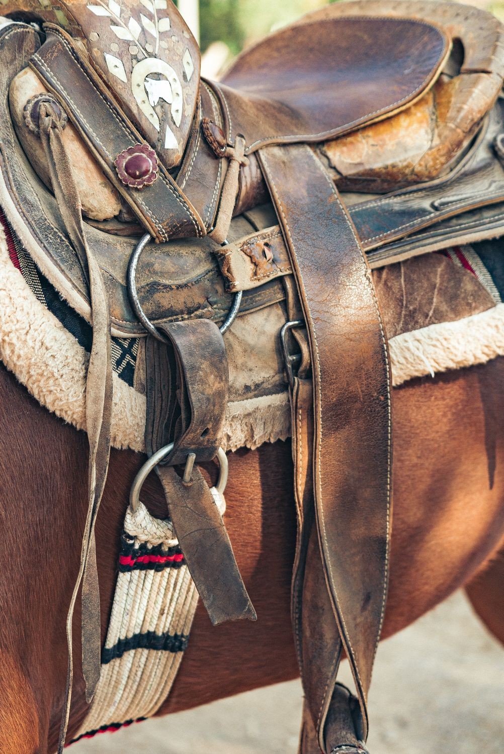 Western saddle on a brown horse